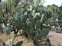 Opuntia chavena