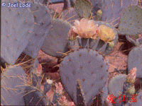 Opuntia chisosensis