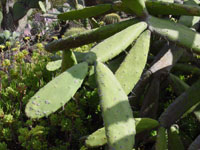 Opuntia dejecta