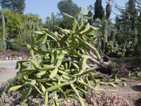 Opuntia dejecta