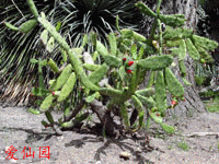 Opuntia dejecta