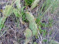 Opuntia cymochila