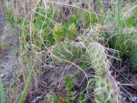 Opuntia cymochila