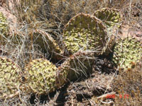 Opuntia cymochila