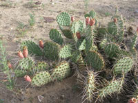 Opuntia cymochila