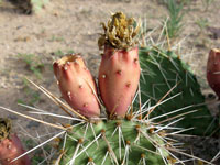 Opuntia cymochila