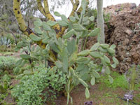 Opuntia dejecta