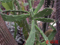 Opuntia dejecta