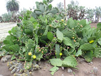 Opuntia dillenii