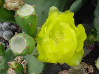 Opuntia dillenii