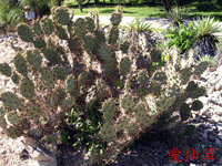 Opuntia dillenii