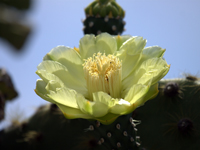 Opuntia echios var. gigantea