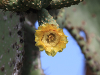 Opuntia echios var. gigantea