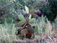 Opuntia echios var. zacana