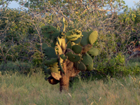 Opuntia echios var. zacana