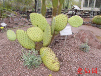 Opuntia echios var. zacana