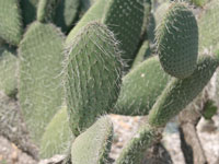 Opuntia elizondoana