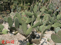 Opuntia elizondoana