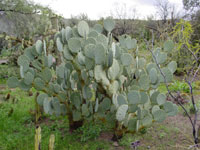 Opuntia engelmannii var. cuija