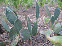 Opuntia engelmannii var. linguiformis