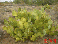 Opuntia engelmannii var. flavispina