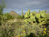 Opuntia engelmannii var. flavispina