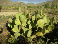 Opuntia engelmannii var. flavispina