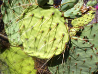 Opuntia engelmannii var. flavispina