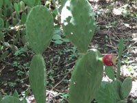 Opuntia guatemalensis