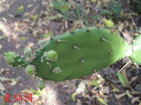 Opuntia guatemalensis