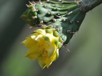 Opuntia helleri