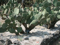 Opuntia joconostle