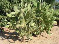 Opuntia karwinskiana