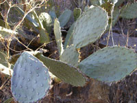 Opuntia laevis