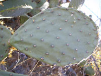 Opuntia laevis