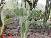 Opuntia megasperma