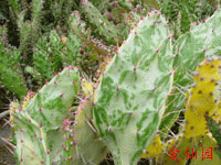 Opuntia monacantha f. monstrose variagata