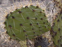 Opuntia oricola