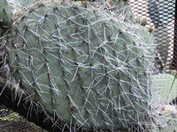 Opuntia pailana