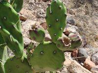 Opuntia paraguayensis