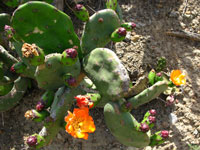 Opuntia paraguayensis