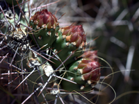 Opuntia penicilligera