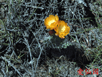 Opuntia penicilligera