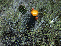 Opuntia penicilligera