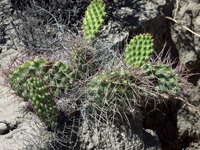 Opuntia penicilligera