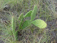 Opuntia cymochila