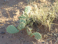 Opuntia pinkavae