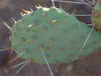 Opuntia pinkavae