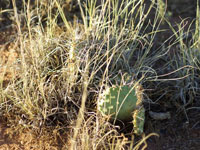 Opuntia pinkavae