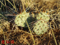 Opuntia pinkavae